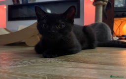 British Shorthair cats for sale: Full BSH kittens 13 weeks GCCF Parents. One gone!  - Image 19