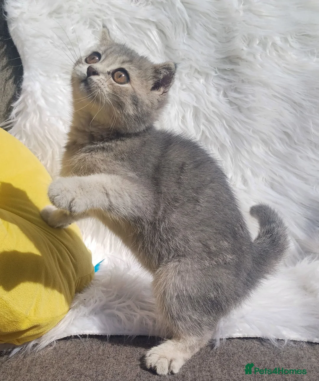 British Shorthair cats for sale: TICA loving Scottish Kittens  - Advert 2