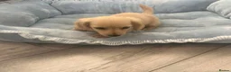 Miniature Dachshund dogs for sale: Beautiful English cream miniature Dachshund - Advert 10