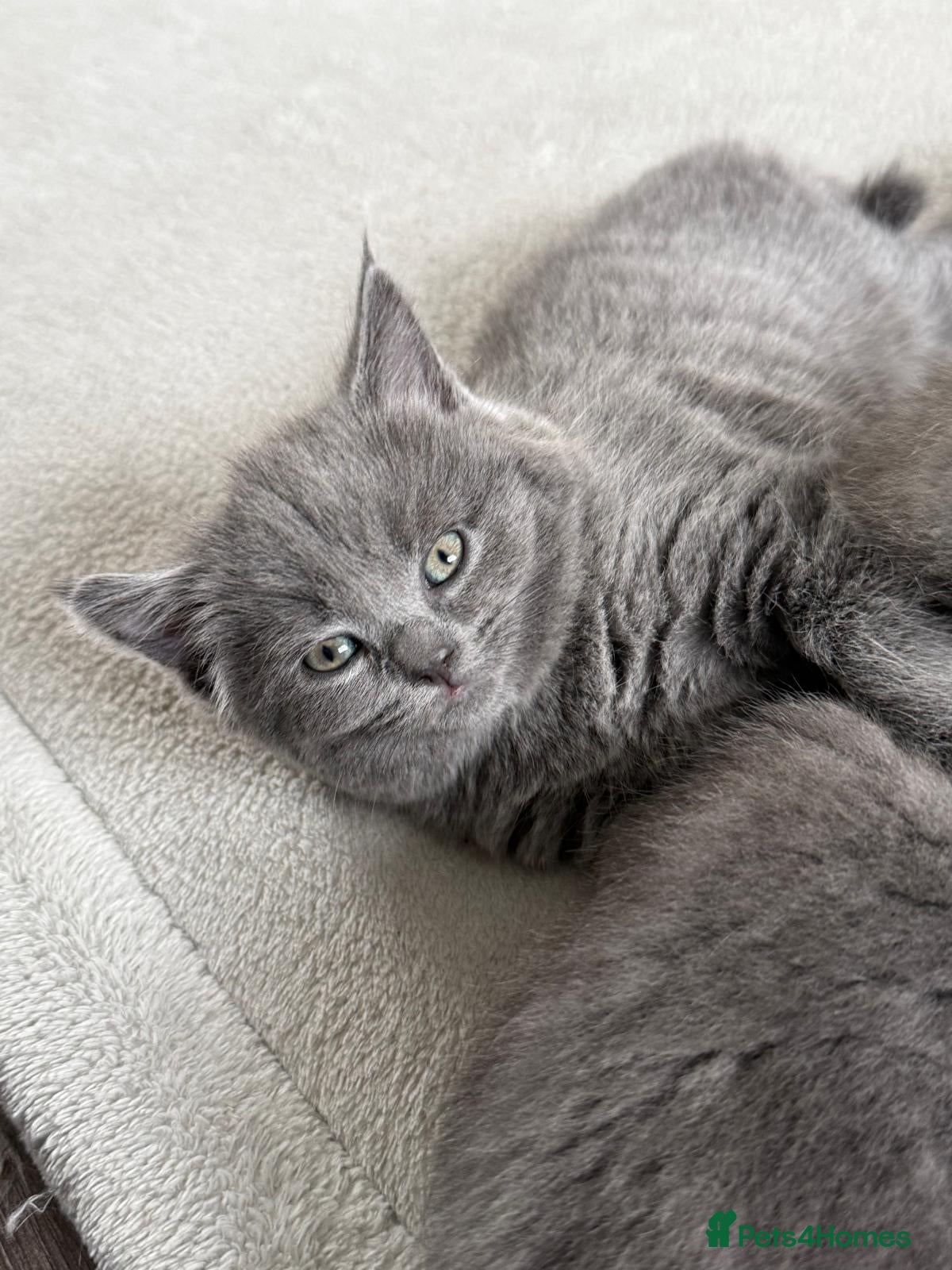 British Shorthair cats BSH x Ragamuffin Kittens - Advert 8
