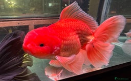 Fancy Goldfish fish for sale: Thai pleated goldfish - Image 27