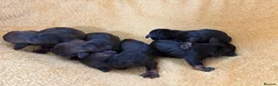 Miniature Dachshund dogs for sale: Miniature Wire Haired Dachshunds  - Advert 13