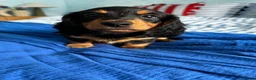 Dachshund dogs for sale: Miniature Dachshund Puppies Read Soon  - Advert 5