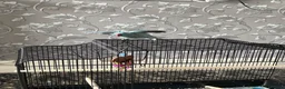 Ringnecks birds for sale: RARE BLUE INDIAN RINGNECK in Birmingham - Advert 4