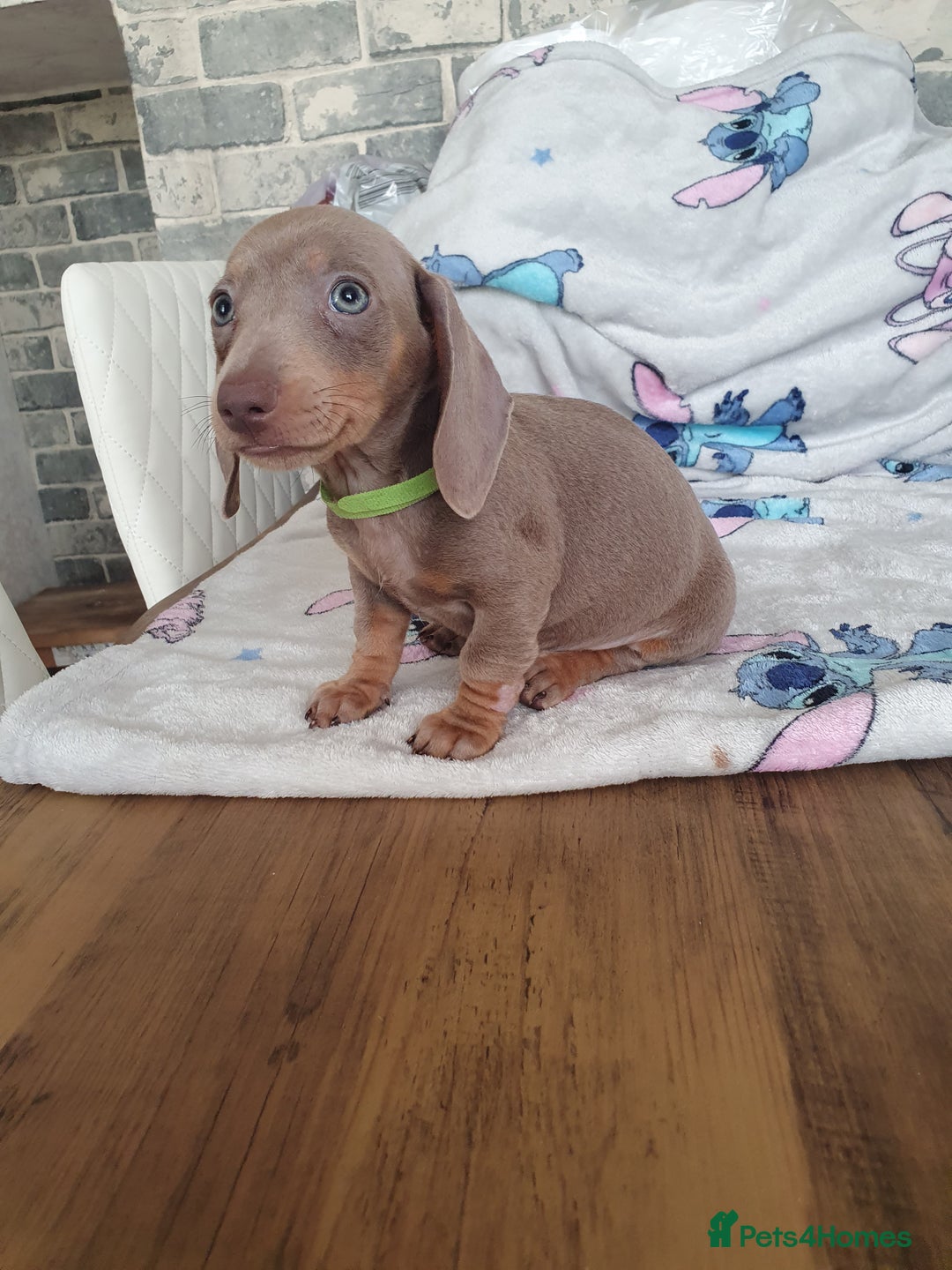 Miniature Dachshund dogs for sale: Miniature dachshund puppies for sale - Image 2