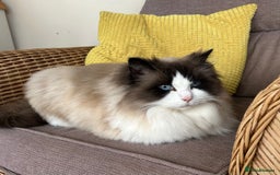 Ragdoll cats for sale: Seal bi colour - Image 5