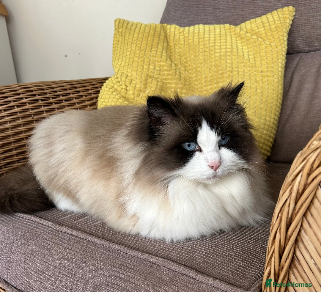 Ragdoll cats for sale: Seal bi colour - Image 5