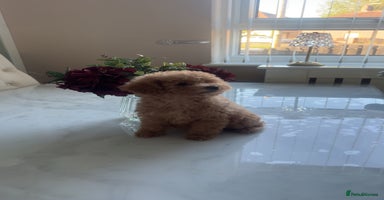 Toy Poodle dogs - Advert 1
