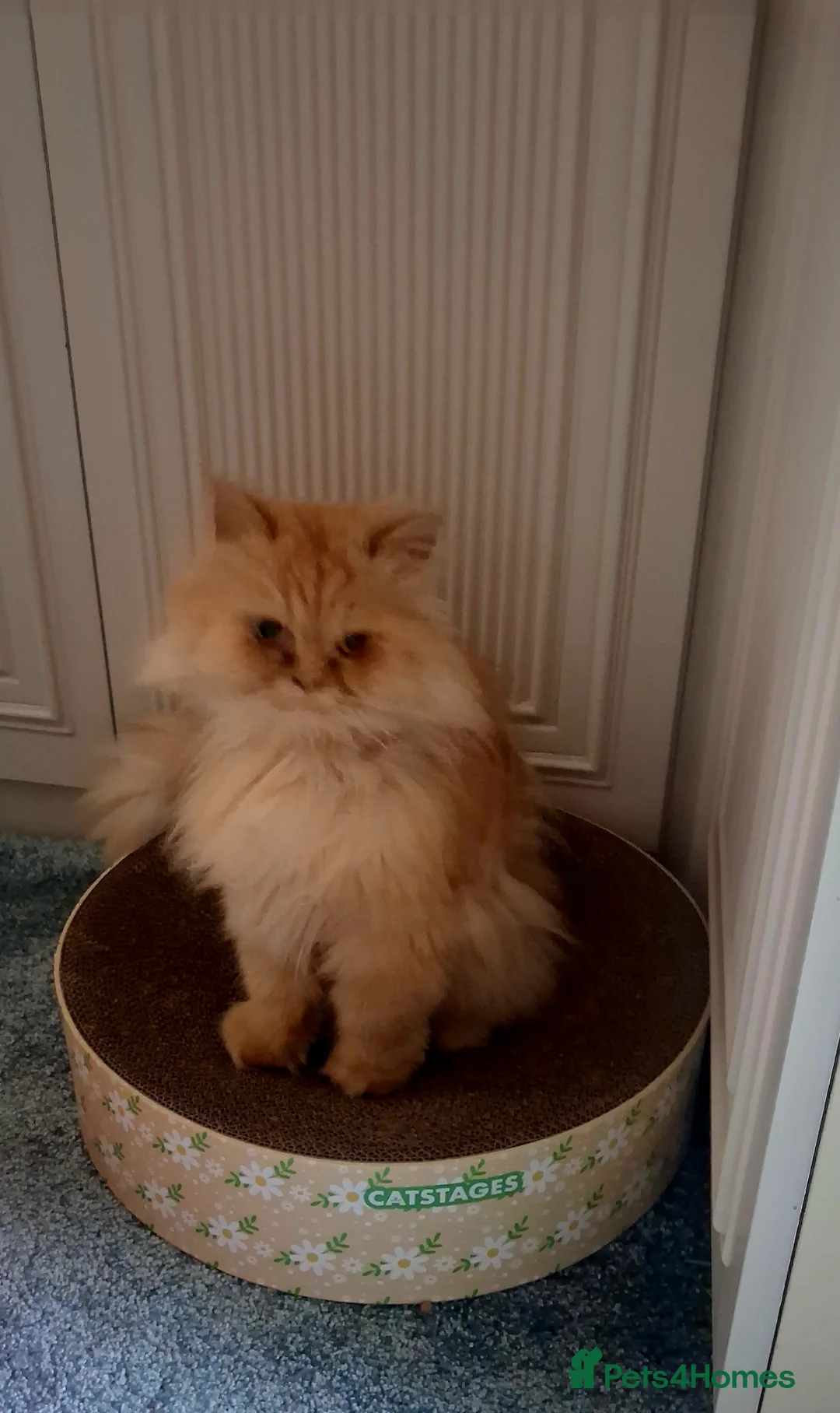 Mixed Breed cats for adoption: Lovely Lady Marigold is looking for love - Advert 2