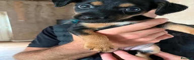 Mixed Breed 5