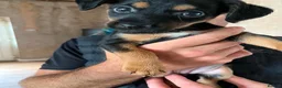 Mixed Breed dogs for sale: 5 mixed breed puppies  - Advert 6