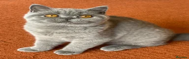 British Shorthair red collar female