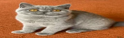 British Shorthair cats for sale: Show Quality pedigree BSH kitten ready to go now! - Advert 4