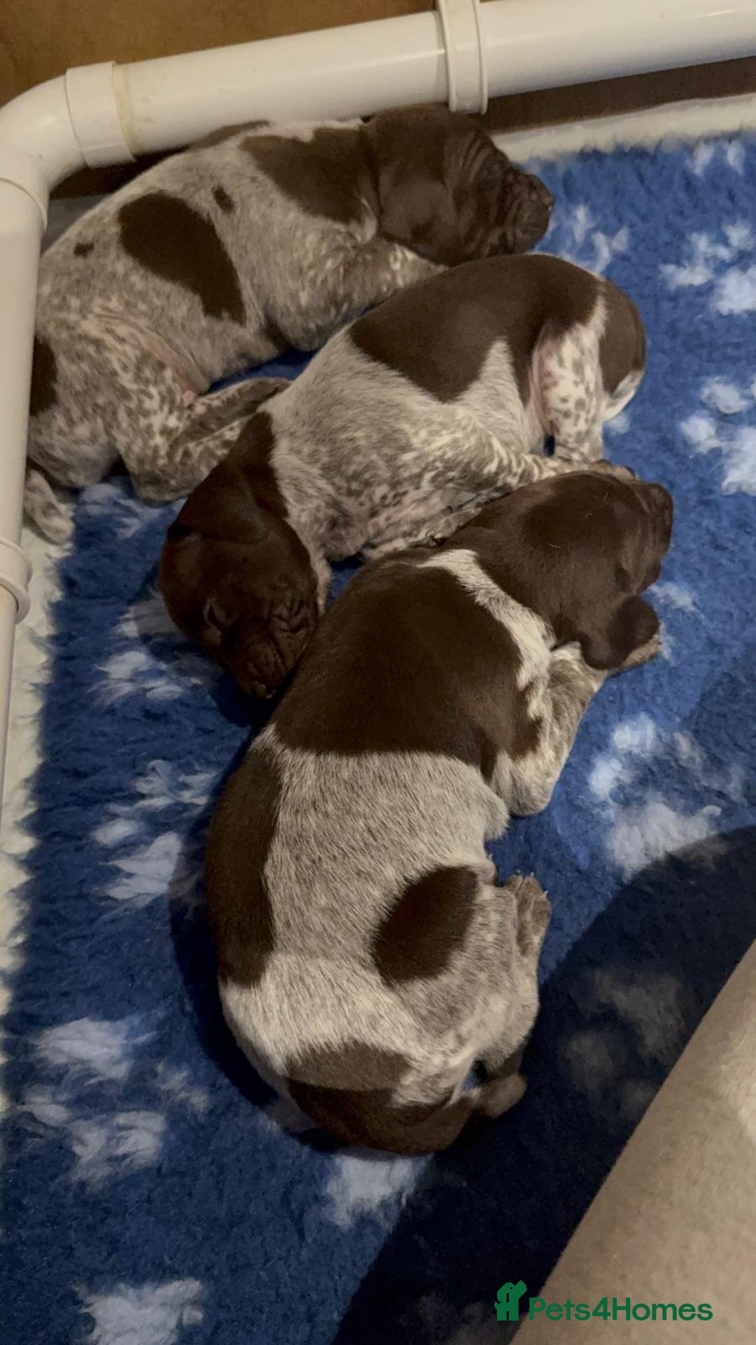 German Shorthaired Pointer dogs for sale: Gorgeous litter of German Shorthair puppies - Image 8