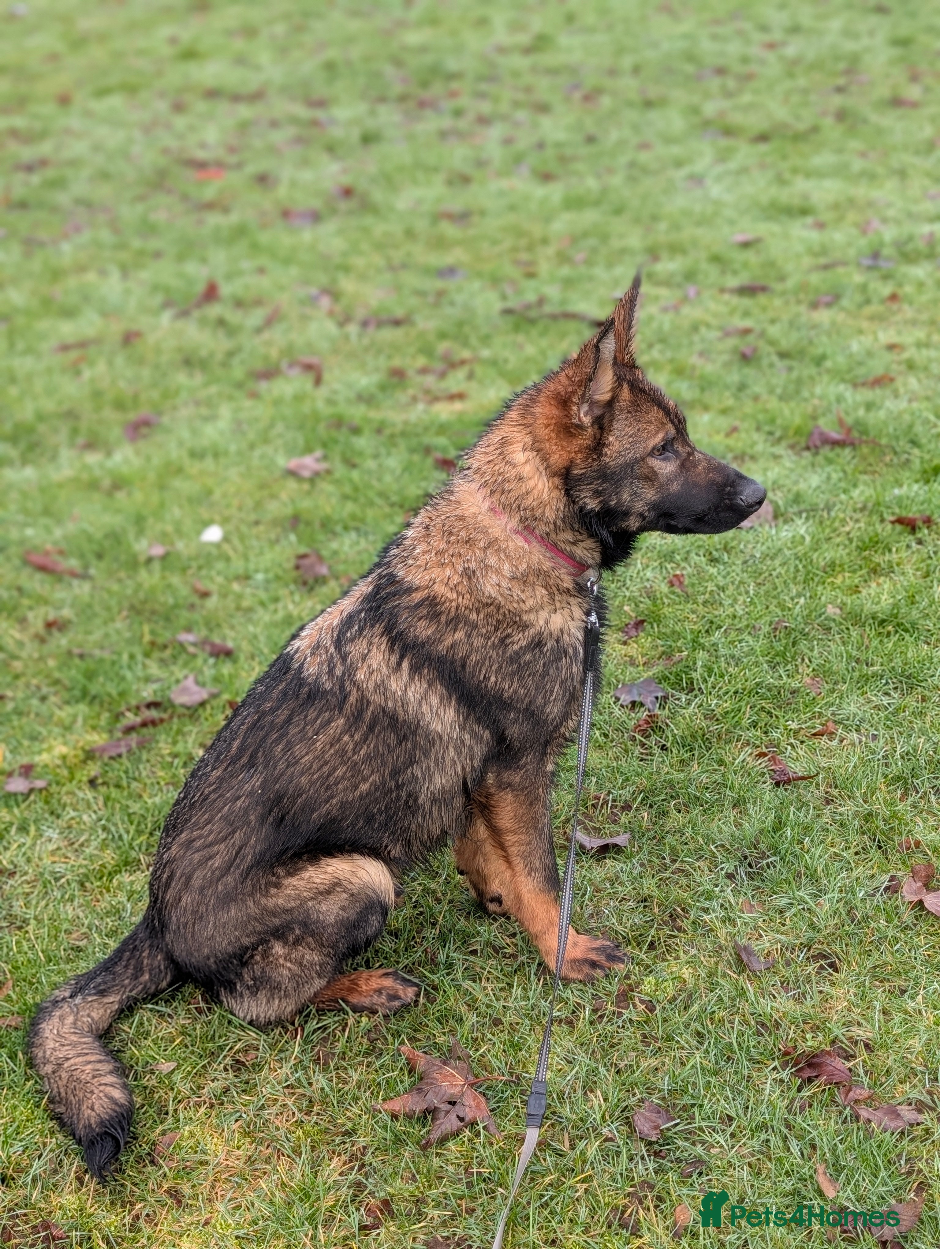 German Shepherd dogs German shepherd  - Advert 1