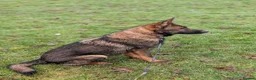 German Shepherd dogs for sale: German shepherd  - Advert 1