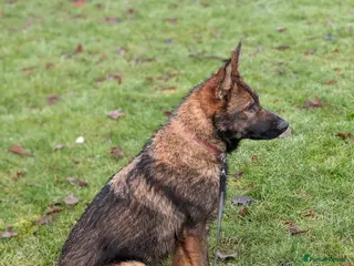 German Shepherd dogs German shepherd - Advert 2