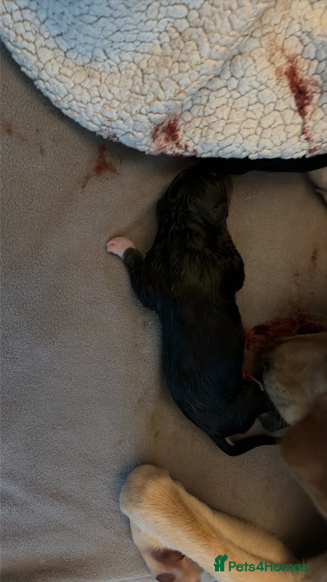 Borador dogs for sale: 7 Labrador cross collie pups.  in Kirkcaldy - Advert 2