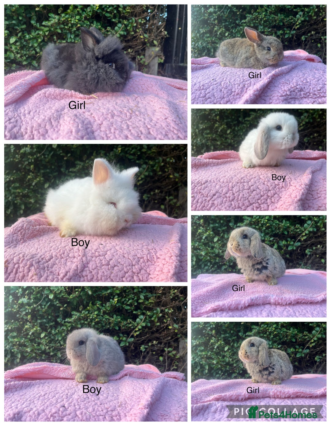 Mini Lop rabbits for sale: Mini Lops and mini double manned lionhead  - Advert 1