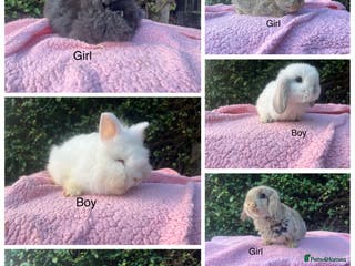 Mini Lop rabbits Mini Lops and mini double manned lionhead - Advert 1