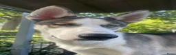 Siberian Husky dogs for sale: Siberian Husky Puppies Pure Bred Blue Eyed - Advert 8