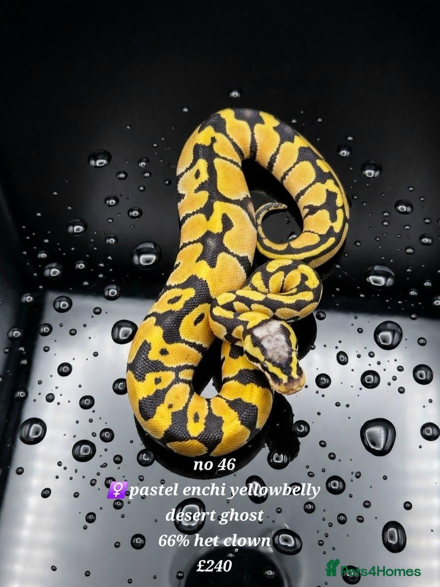Python Snake reptiles for sale:  Various ball pythons  - Advert 1