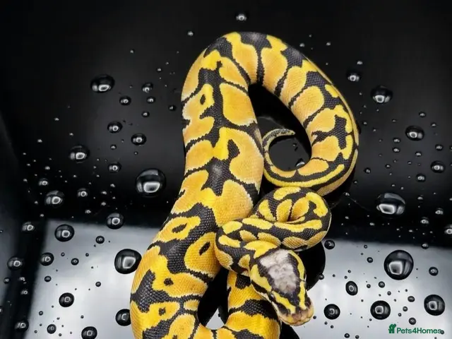 Python Snake reptiles for sale: Various ball pythons - Advert 1
