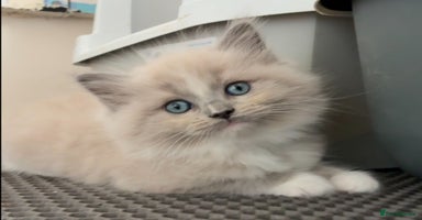 Ragdoll cats - Advert 12
