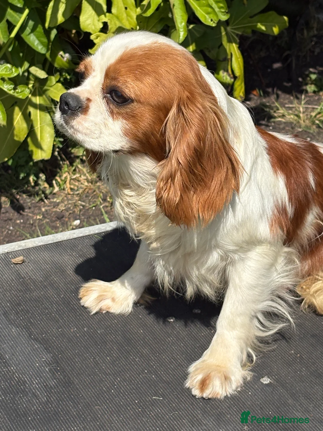 Cavalier King Charles Spaniel dogs for stud: Beautiful Blenheim cavalier stud boy  in Southport - Advert 14