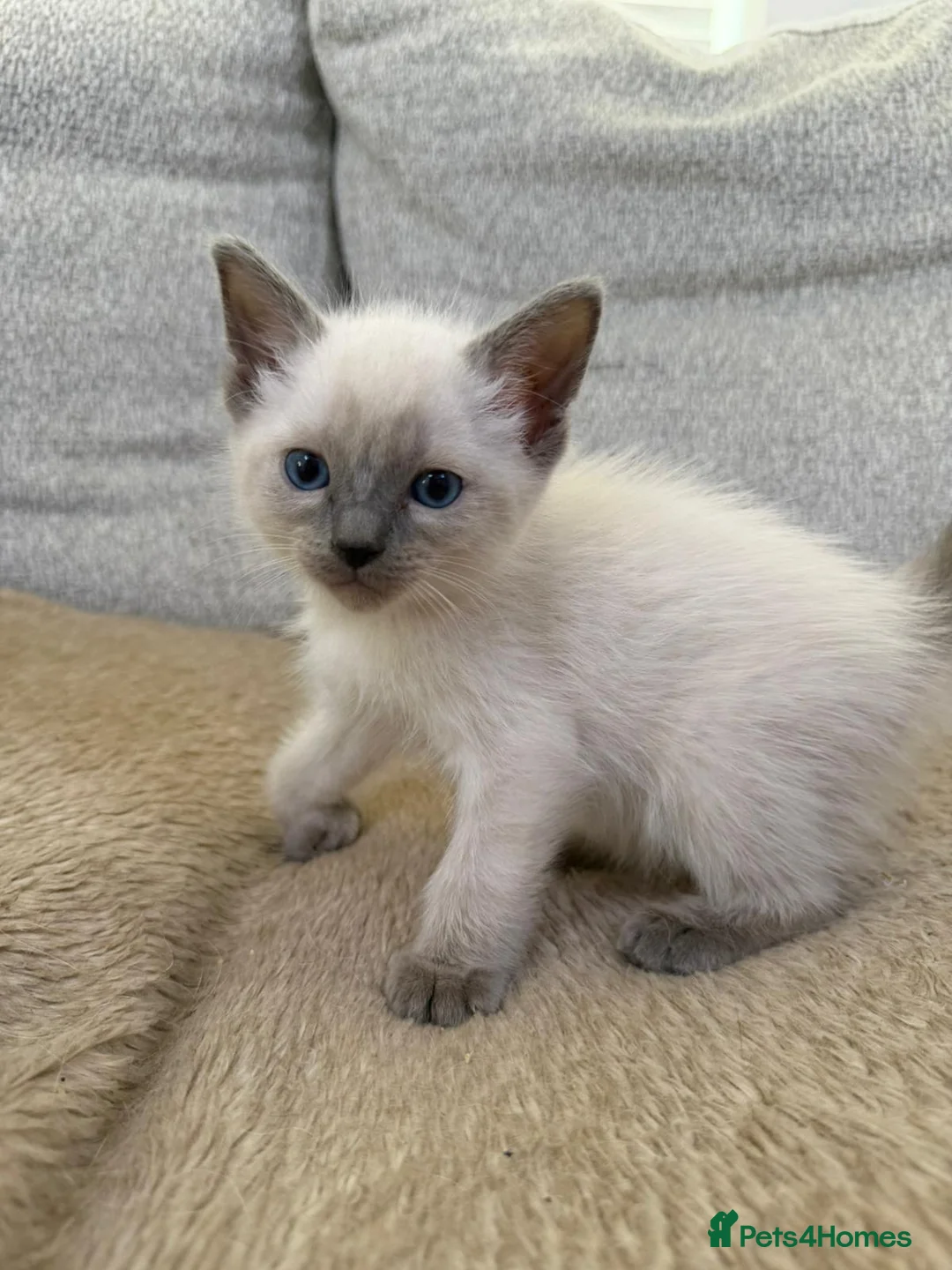 Ragdoll cats for sale: 3 Cute Ragdoll Kittens (Discounts available) - Advert 29