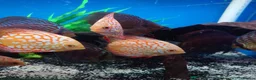 Other/Mixed Breed fish for sale: Manchester Pet's and Aquatics - Full Stock List - Advert 8