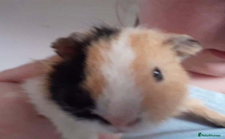 Guinea Pig rodents - Advert 1