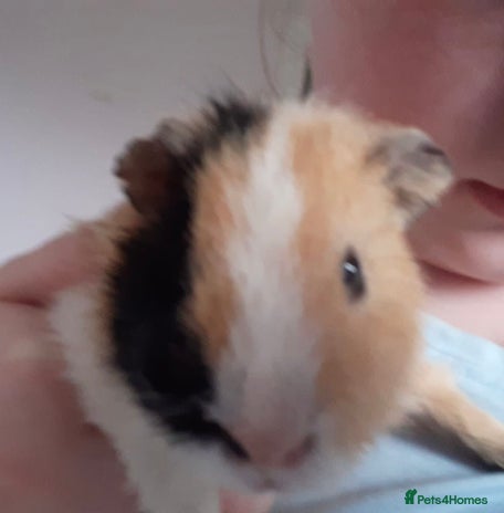Guinea Pig rodents - Advert 1