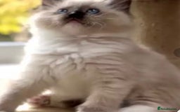 Ragdoll cats for sale: Cheshire ragdoll kittens in Leicester - Image 4