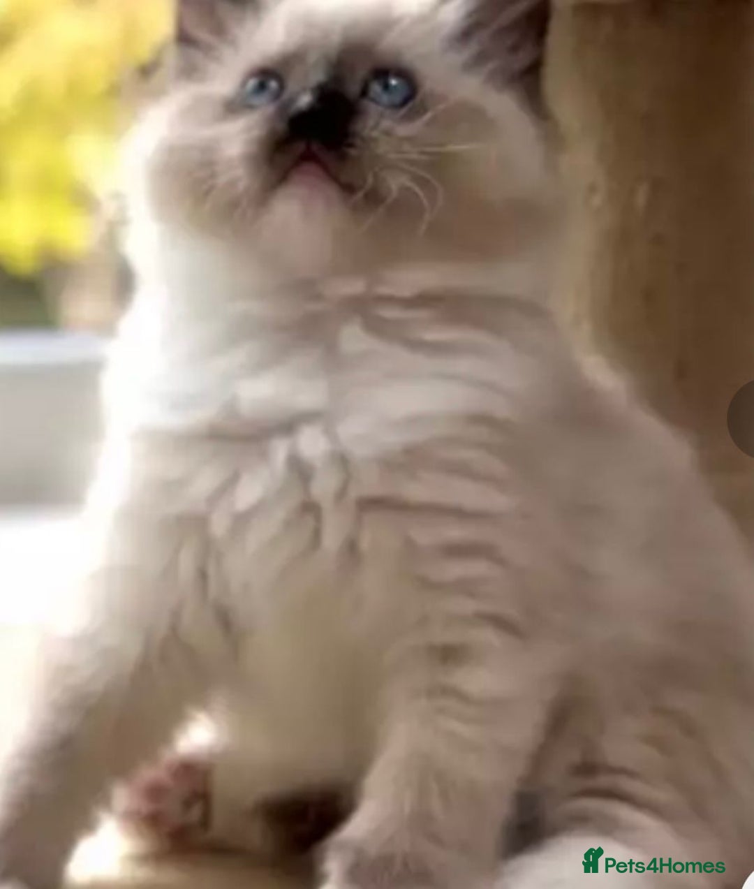 Ragdoll cats for sale: Cheshire ragdoll kittens in Leicester - Image 4