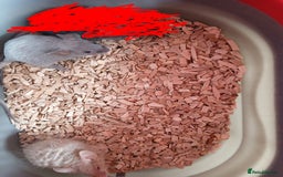 Mouse rodents for sale: Fancy mice for sale  - Image 1