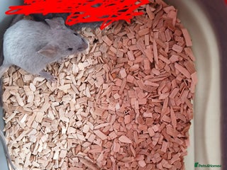 Mouse rodents - Advert 12