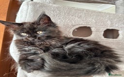 Maine Coon cats for sale: Maine coon - Image 13