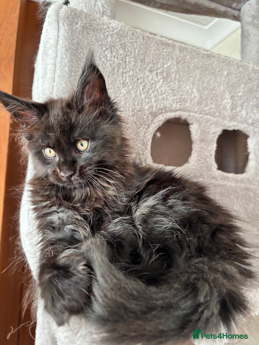 Maine Coon cats for sale: Maine coon - Image 13