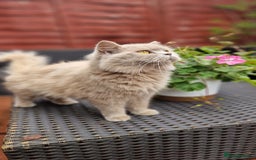 British Longhair cats for sale: British long hair - Image 2