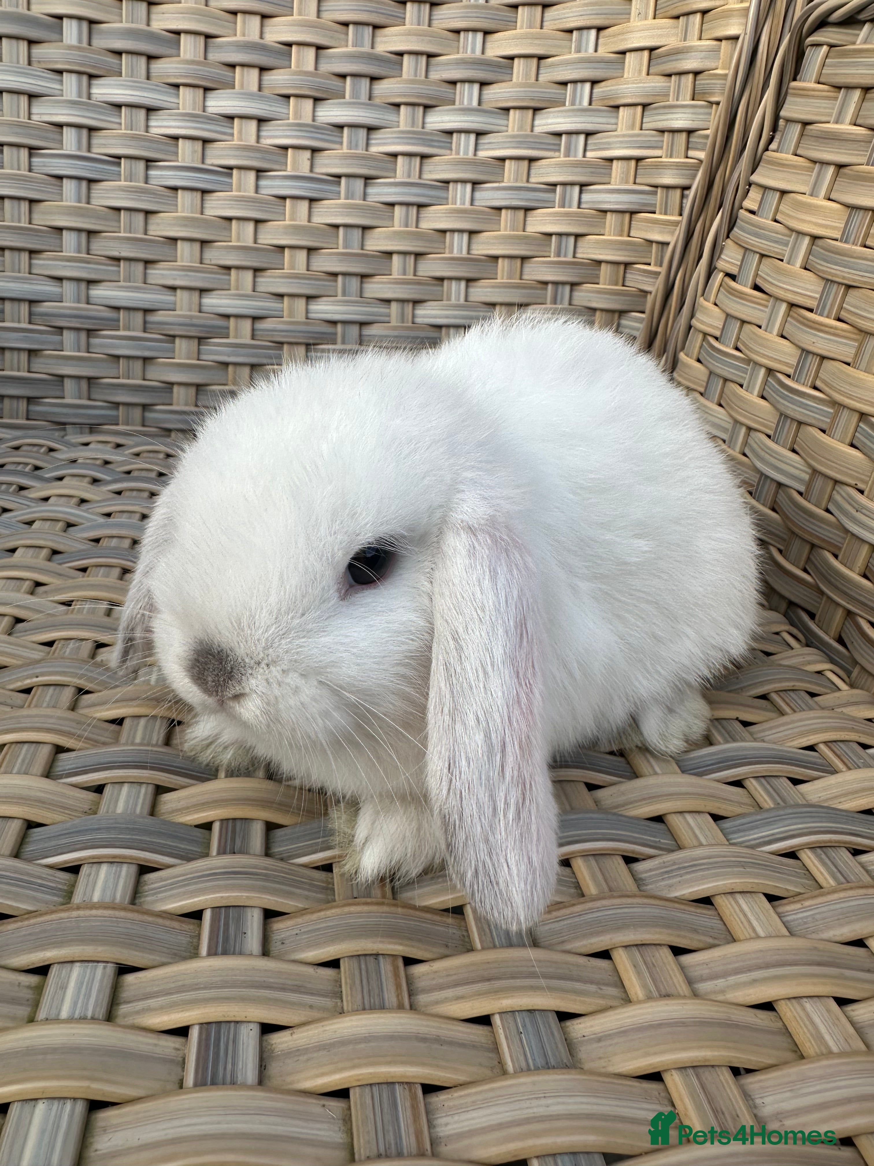 Mini Lop rabbits 3 pretty  female mini lop babies. - Advert 9