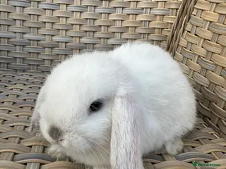 Mini Lop rabbits 3 pretty female mini lop babies. - Advert 9