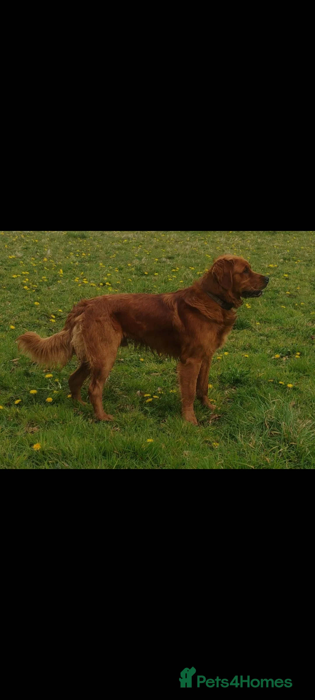 Golden Retriever dogs for sale: KC golden retriever Male puppy 12 months old  - Advert 2