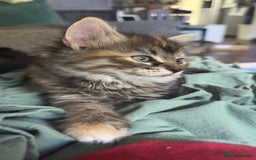 Mixed Breed cats for sale: Beautiful kittens!!!!! READY NOW!!! - Image 34