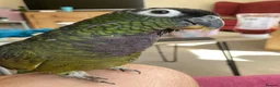 Parrots birds for sale: Beautiful Maximillian Pionus Parrot - Advert 3