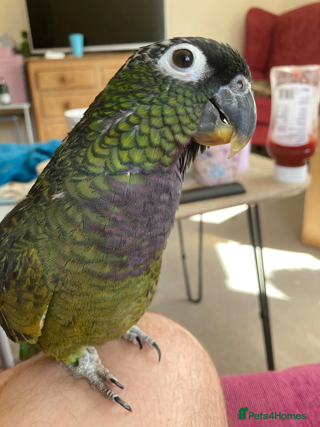 Parrots birds for sale: Beautiful Maximillian Pionus Parrot - Advert 3