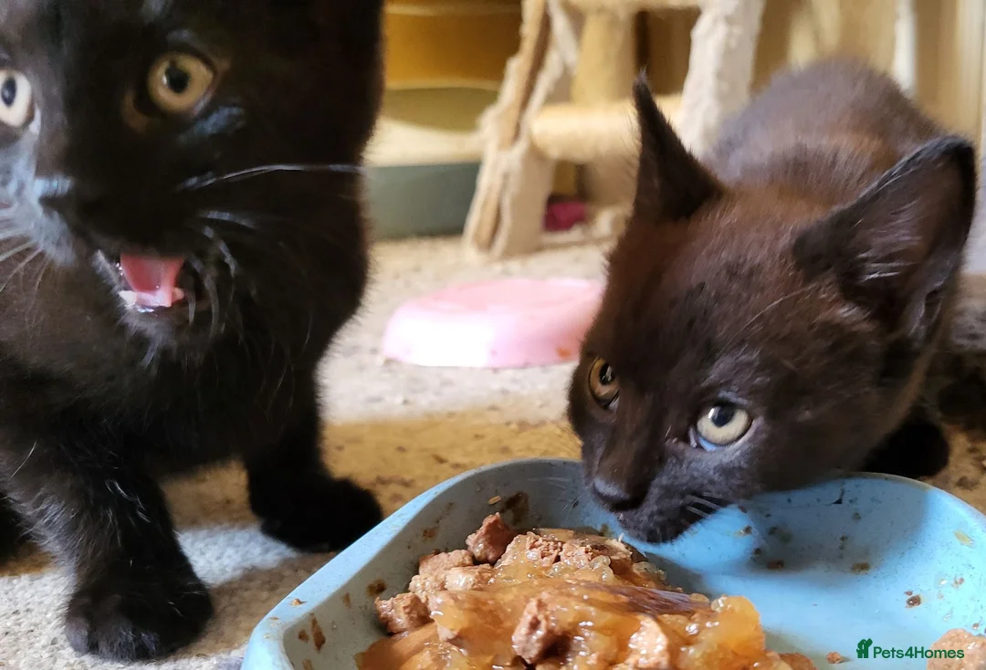 Mixed Breed cats for sale: 2 black kittens ready and waiting - Advert 4