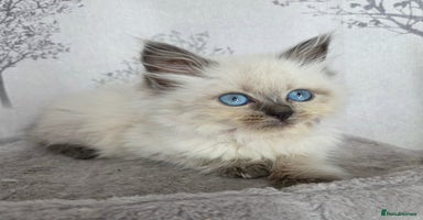 Siberian cats in Rhyl - Advert 3