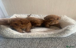 Cockapoo dogs for sale: F1B Red Cockapoo Puppies Available Now - Image 7
