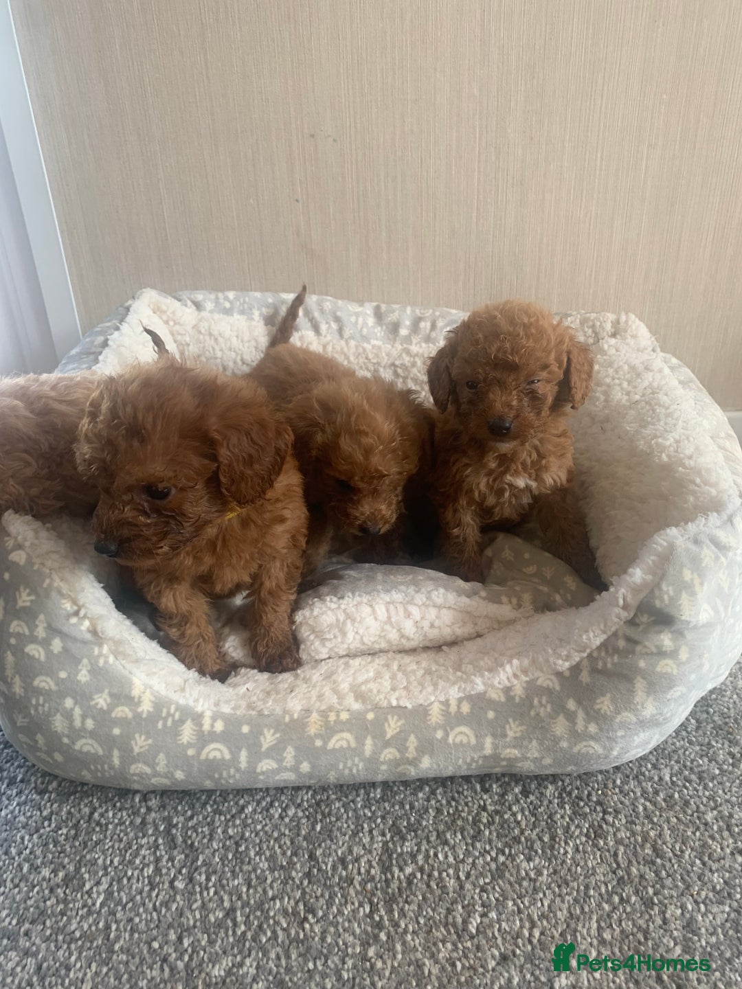 Cockapoo dogs for sale: F1B Red Cockapoo Puppies Available Now - Image 7
